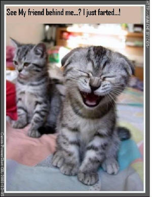 kittyfarts.jpg