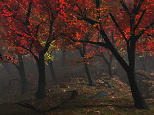 autumnal_xthumb.jpg