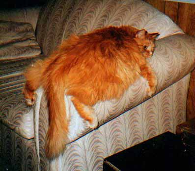couch_cat.jpg