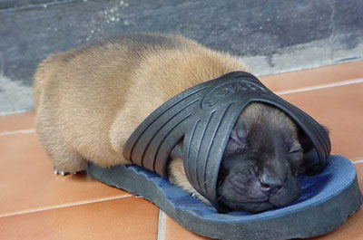 dog_w_sandle.jpg