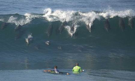 dolphins.jpg