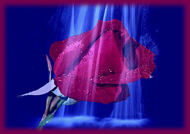 friend-rose.jpg