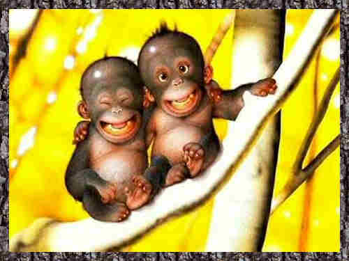 friends2monkeys.jpg