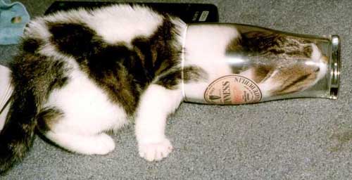 kitty_ina_cup.jpg