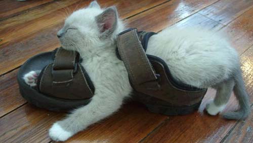 kitty_sandle.jpg