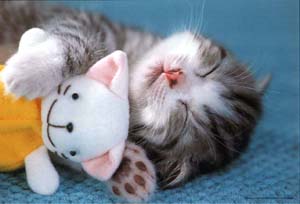 kitty_zzz.jpg