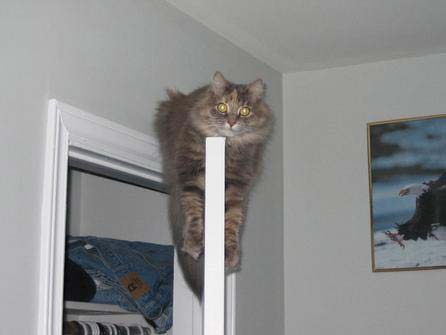 kittydoor.jpg
