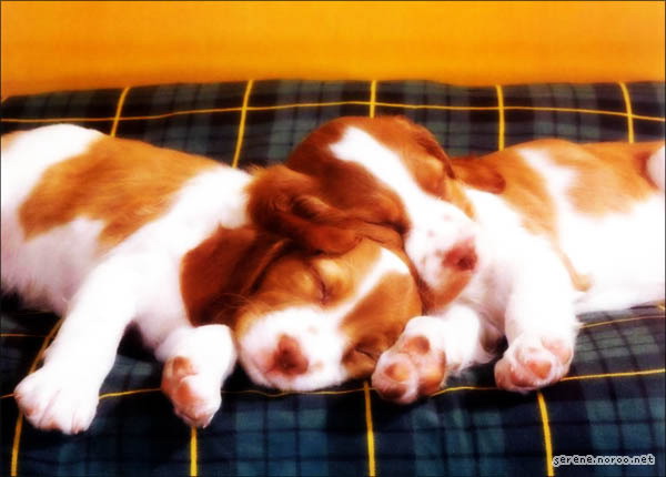 puppies_zzzzzzz.jpg