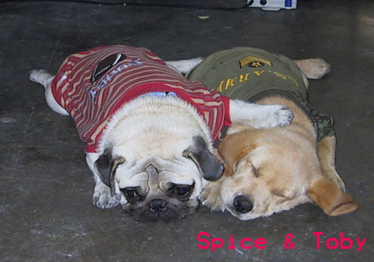spice_toby.jpg