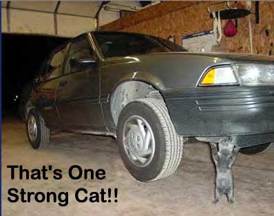 strongcat.jpg